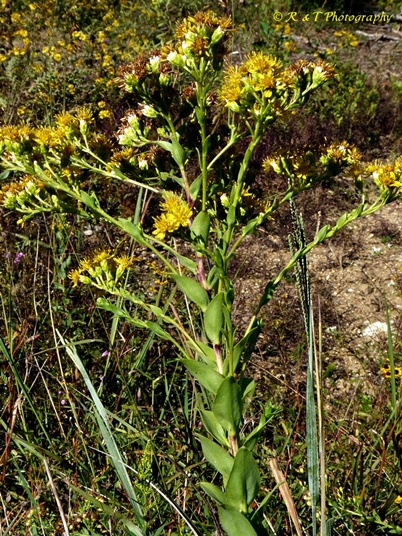 {Solidago rigida}
